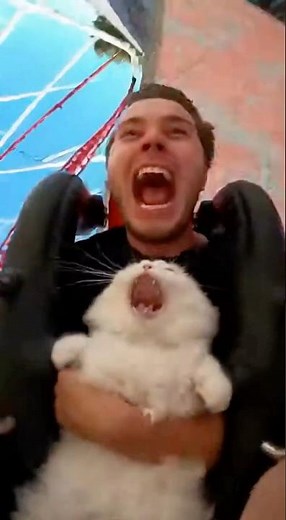 Cat did NOT sign up for this roller coaster 😭🎢 #cat #funny #shorts #viralshorts