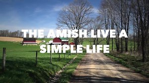 7.5K views · 86 reactions | Amish Breeders are some of the best. They...