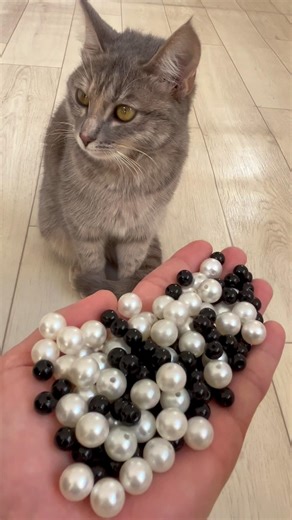 Reverse Cat Loop That Feels So Smooth