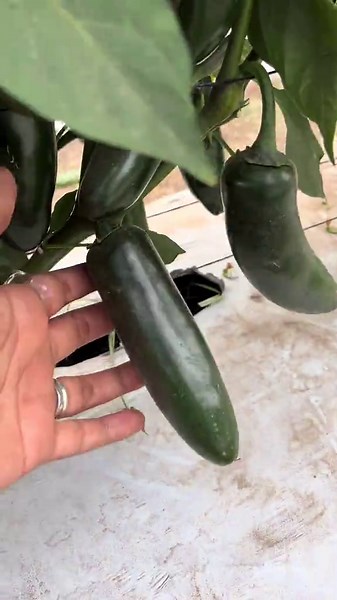 🔥 No es cualquier jalapeño… es 8518 Más vigor, más uniformidad, más rendimiento en el campo 🌱 Un lanzamiento que viene a marcar diferencia desde la raíz. ¿Listo para sembrar el siguiente nivel? #agricultura #parati #campo #semillas #chilejalapeño