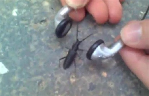 Watch an insect headbang to death metal