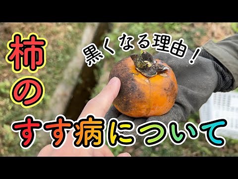 The cause of blackening of persimmons! We explain sooty mold.