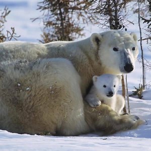160K views · 997 reactions | Welcome to the world's largest live nature cam network. View nature pure and unedited. | explore.org | Facebook