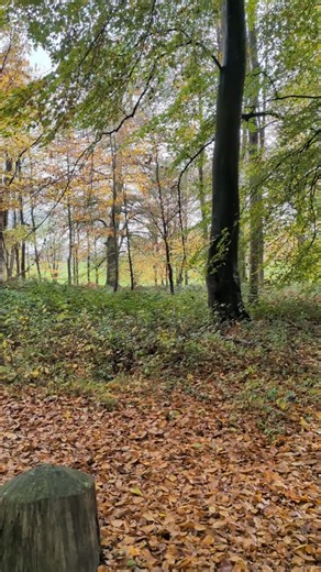 Nice 30 min jog in the autumn leaves and then went to see Father Xmas #fellrunning #trailrunning #running #wales | Mark Cameron | Facebook