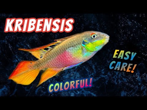 Kribensis Cichlid Fish Care Overview + Easy Care Guide