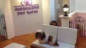 BOOK YOUR PETS WITH US https://m.facebook.com/doggieland.pethotel/ https://www.instagram.com/doggielandhotel/ PET NURSERY - Newborns to 2 mos PETHOTEL - Above 2 mos and adult We have FULLY AIR CONDITIONED ROOMS to choose from: Deluxe 400php/night Superior 500php/night Suite 600php to 800php/night Exec Suite 1500php per night (1 large dog / 2 small to medium dogs) Uber Suite 2500php per night (2 large dogs / 3 medium / 4 small dogs) VIP (Very Impt Pet) Room 2750php per night (2 large dogs / 3 med