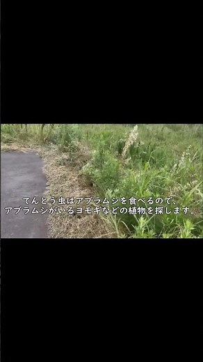 てんとう虫の捕まえ方、 #家庭菜園 #ベランダ栽培 #てんとう虫 #捕まえ方 #飼い方