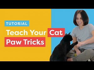 PAW TRICKS to teach your cat (high five, low five, fist bump)