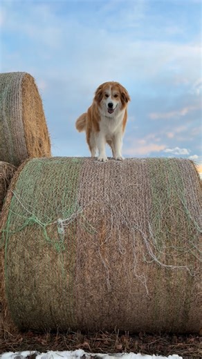 Amber Marshall on Instagram: "A nice little romp in the haystack with some of my farm favs… 😁🐶🐱 #AmbersDogAutumn #AmbersCatMac #AmbersCatPaisley"