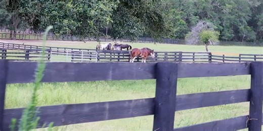 Ocala CEP highlights an Ocala couple’s horse farm