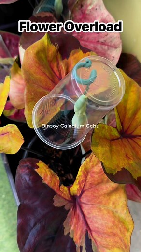 Caladium Flower Overload! #binsoycaladiumcebu #caladium #caladiumlovers #caladiums #caladiumcollection #caladiumthailand #caladiumhybrid #thaicaladium #caladiumph #caladiumplant #caladiumphilippines | Binsoy Caladium Cebu