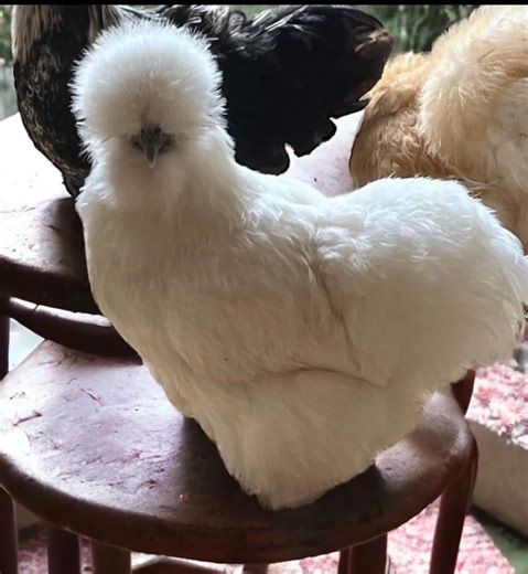 12  Silkie, Bantam Cochin & Satin (Smooth/Frizzle) small chicken eggs