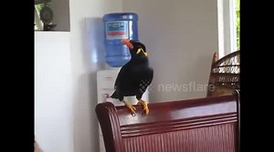 Myna bird singing  Filipino Folk Song duet and talking in Taglish