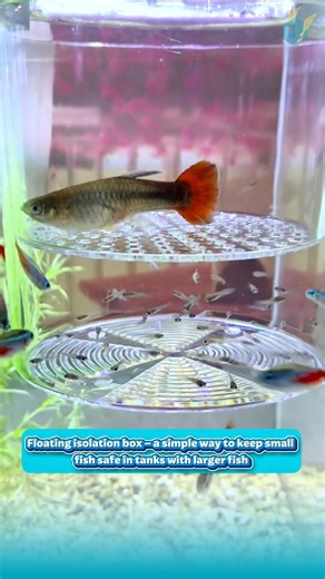 Floating isolation box – a simple way to keep small fish safe in tanks with larger fish