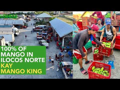 First Time ma Witness ang Massive Operation ng Mango Delivery Papuntang Planta!