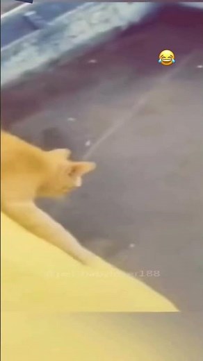 Cats That Think They Can Fly 😹 | Funniest Cat Jump Fails Ever