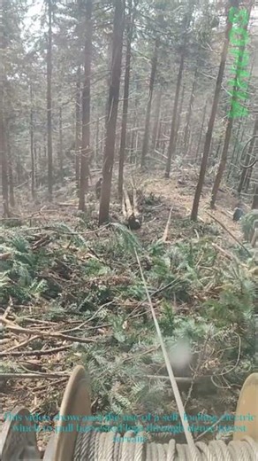 Self Locking Electric Winch Pulling Logs in the Forest
