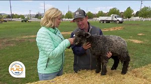 Baby Animal Adventures