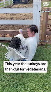 Turkey's can be thankful too! 🦃 #totallyfunnyanimals #thanksgiving | Totally Funny Animals