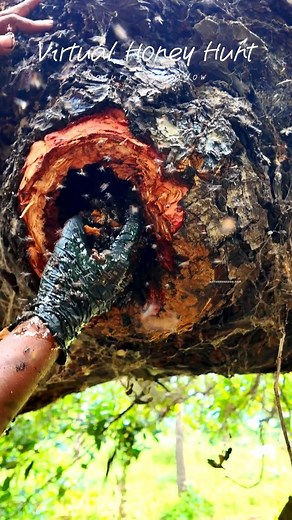 natureshadow.com on Instagram: "DINESH - Virtual Honey Hunt - 46"