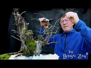 Pruning My Apple Bonsai, The Bonsai Zone, March 2021