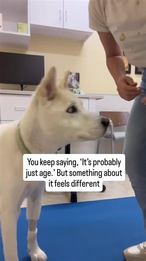 If you’ve been noticing small changes in your senior dog, you’re not overthinking it. Aging dog changes are often subtle. Slowing down. Sleeping more. Pausing before jumping. Taking longer to stand up. As a senior dog veterinarian, I’ve seen how early dog arthritis signs can look almost invisible at first. And as a senior dog parent, I know how easy it is to talk yourself out of your instincts. Pain in dogs does not always look dramatic. Senior dog care begins with noticing these quiet shifts be