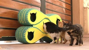 Upcycled mobile shelters give Cairo's cats new homes
