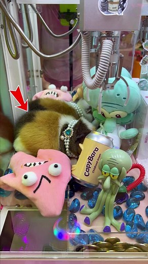 Winning the Grand Prize in the Claw Machine