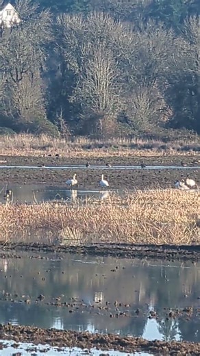 Tundra swan action #wildliferefuge #swan