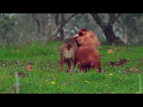 Bored Dog? Try This 👀 | Short & Fun Stimulation Video for Dogs | DOGTV