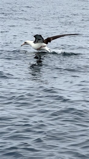 She’s the Albatross…. And she is a rare visitor to our areaMeet the Laysan Albatross! Did you know these majestic birds are masters of the skies, with the largest wingspan of any bird? Stretching up to 6 feet, they glide effortlessly over oceans, sometimes for thousands of miles without landing! 🌏 But these incredible flyers face challenges, mainly plastic pollution. Let’s protect their habitat and keep our oceans clean for these amazing creatures!Video by Evan Brodsky/MBWW#laysanalbatross #alb
