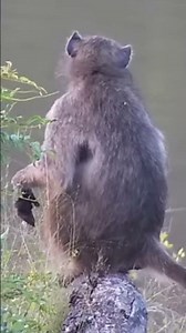 Does a baboon poop in the woods 😄