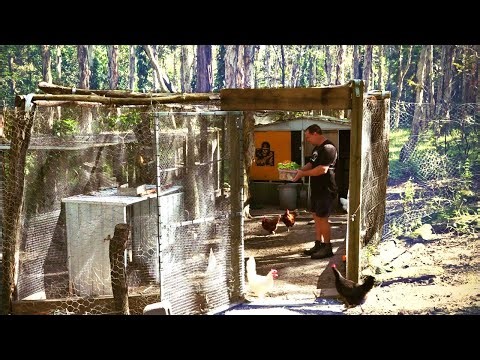 Primitive chicken run build that's snake and predator proof!