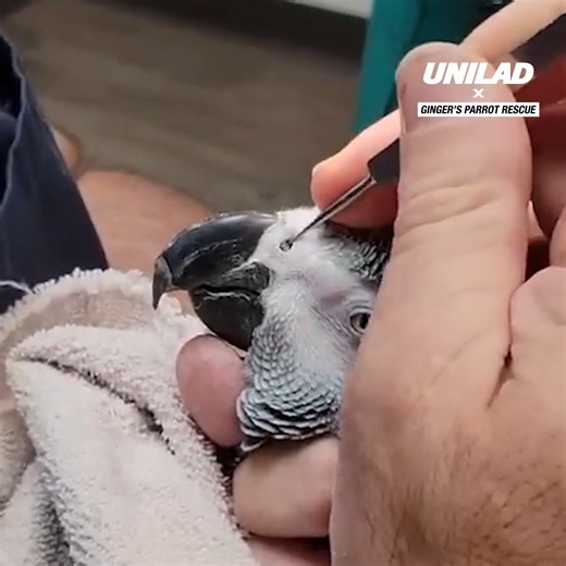 706K views · 2.4K reactions | This African grey parrot felt so much better after having nose stones removed  列 | UNILAD | Facebook