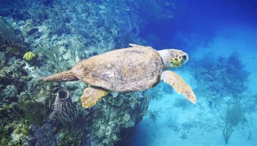 Sea Turtles 101: Ancient mariners of our oceans