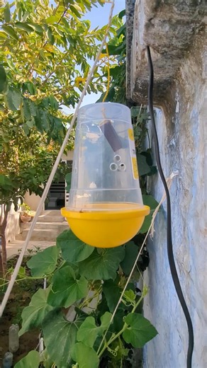 Fruit Fly 99.9% Control! 🪰 How to Install Fruit Fly Trap #vlog #shorts #farming #gardening