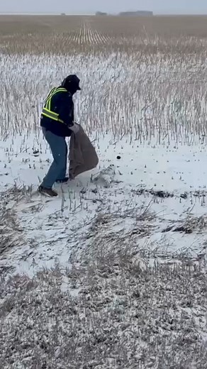 The first snowfall of the season brought our first snowy owl call. Workers in the area spotted the owl but couldn’t stay, so they sent us a pin. WRSOS team member, Billy, was busy at work, but as soon as he saw the alert, he grabbed his rescue gear and headed out. With no eyes on the bird, it’s incredible he managed to find it, a textbook-perfect rescue! Sadly, the owl had suffered a serious wing fracture. The WCVM determined that even with surgery, it would never fly again, so to prevent furthe