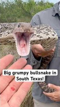 Bullsnake basking on the side of the trail in South Texas! #pov #snake #rgv