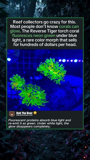 The Rarest Coral in the Reef Hobby