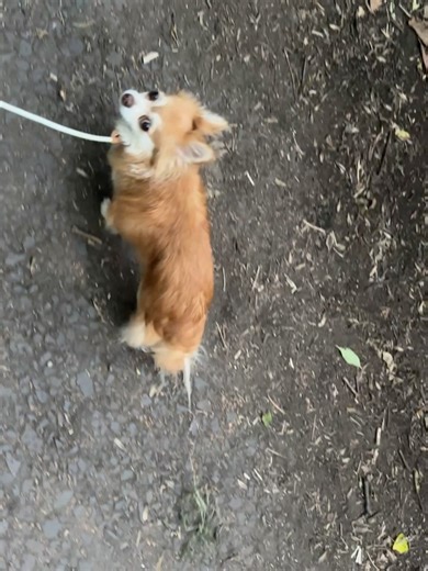 Edinburgh Chihuahua Cafe on Reels | Facebook