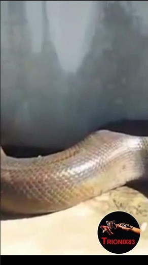 ATAQUE DE ANACONDA GIGANTE