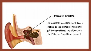 Structure et fonctionnement de l’oreille humaine | Explication simple Grâce à cette vidéo, vous comprenez maintenant comment la structure de l’oreille humaine permet d’entendre et de maintenir notre équilibre #OreilleHumaine #Audition #AnatomieOreille | Centre de kinésithérapie et physiothérapie by Souhail