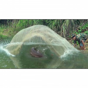 54 reactions | Cook The fish was still fresh Wow, that's Yummy | Quant-Amber TH | Facebook