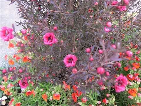 いやしのソフトジャズ名曲集