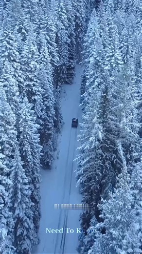 5K views · 11 reactions | This Fox Hunts Like a Supercomputer –...