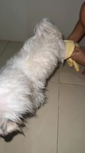 ASMR maglaba ng puti😂 | Furmomkhai&the batuta