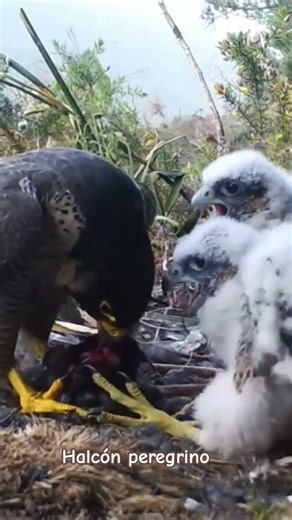 Ceba de halcón peregrino ( Falco peregrinus) #birds