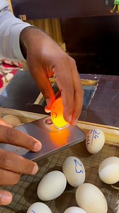 How to check chickens in eggs | candling #candling #eggs #incubator #HatchingEggs #hens | Ch Shani Vlogs