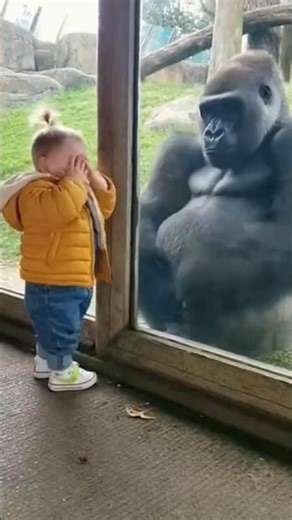 Toddler Laughs Hysterically When Gorilla Plays Peekaboo At Zoo