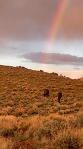 Beautiful evening on the Virginia Range… | Wild Horse Connection